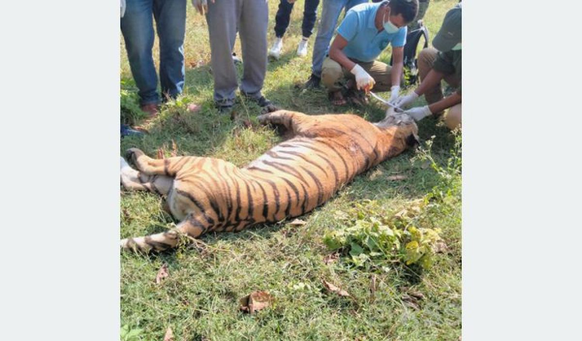 बर्दियामा पाटे बाघ मृत अवस्थामा