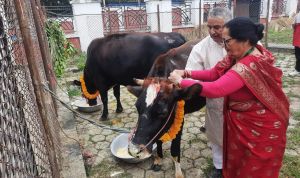   कार्तिक शुक्ल प्रतिपदा : विधिपूर्वक गरियो गाई पूजा ...