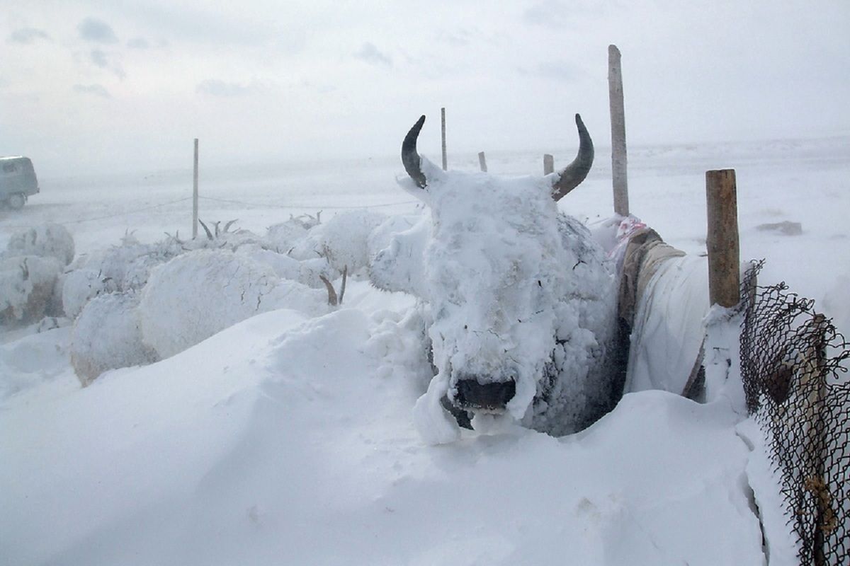 मङ्गोलियामा ४९ वर्षपछि भारी हिमपातः चिसोले ६ लाख ६७ हजार पशु मरे
