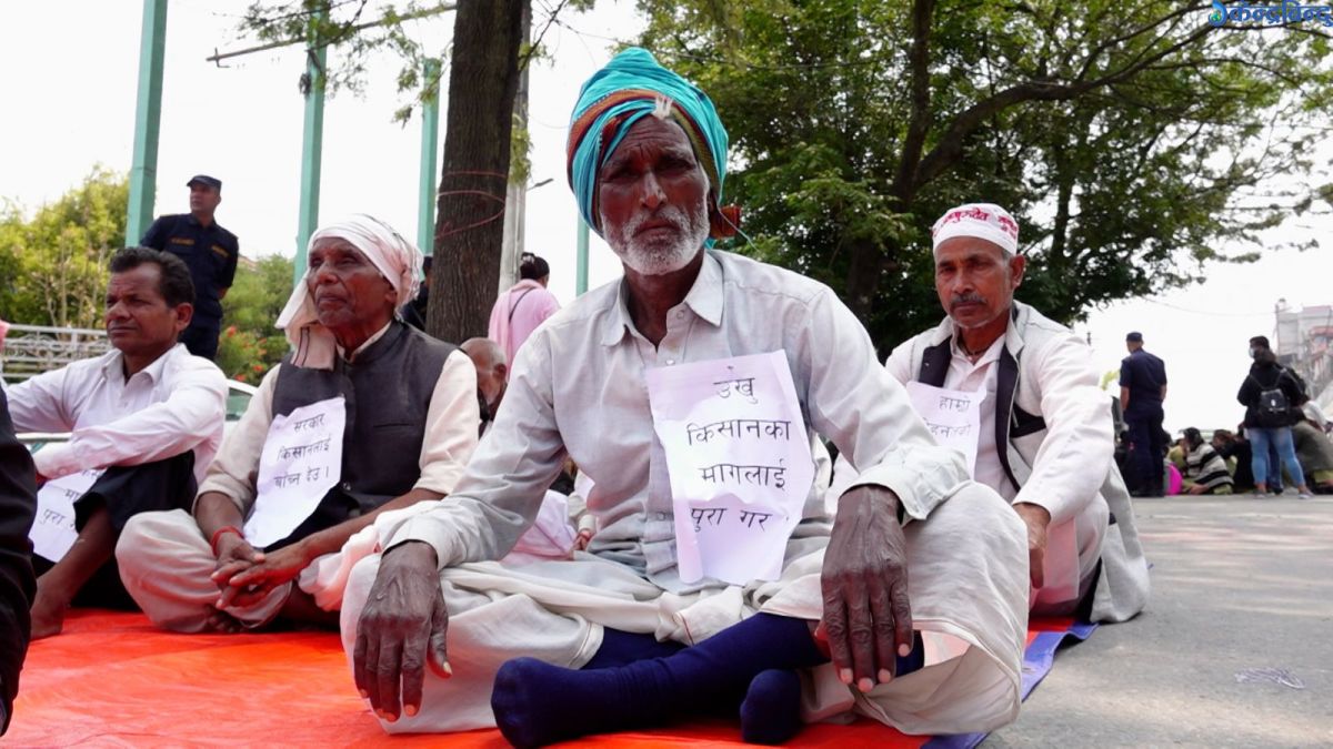अनुदान रकम माग्दै काठमाडौंमा उखु किसान, भन्छन्– माग पूरा नभएसम्म आन्दोलन छाड्दैनौं
