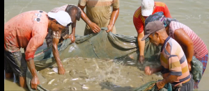 दुई करोडभन्दा बढी माछाका भुरा उत्पादन