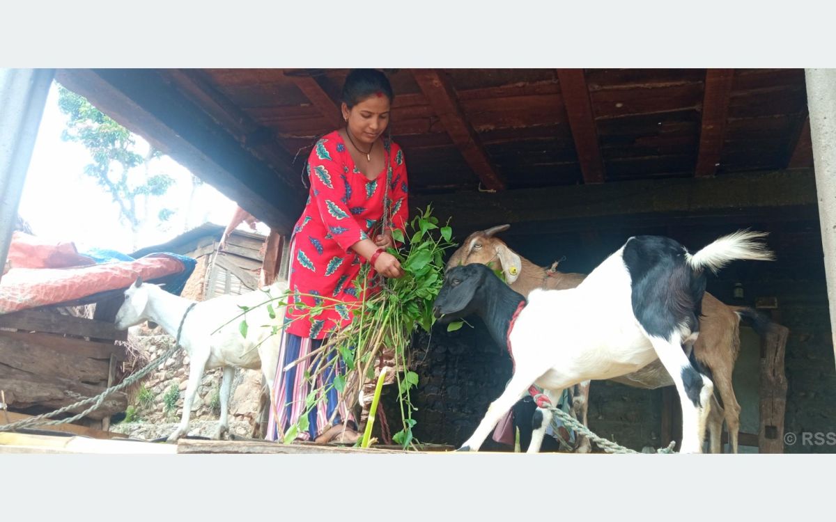 बाख्रापालनमा हौसिँदै रामपुरका महिला